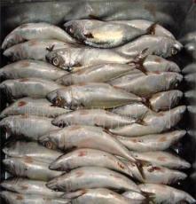 云鵬控股集團 水產(chǎn)品冷凍加工領域的專業(yè)力量