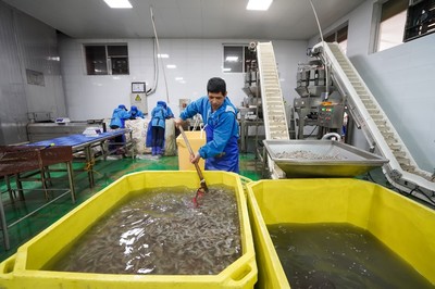 河北灤南 水產品冷凍加工忙，冷凍對蝦產業蓬勃發展