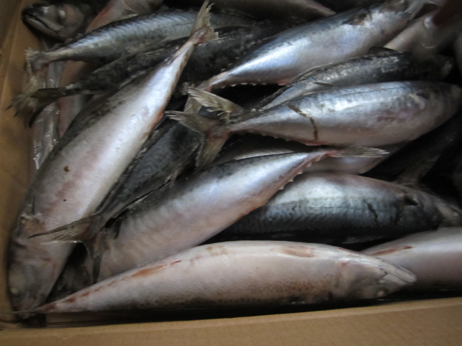 船凍青占魚 解鎖深海鮮味的冷凍水產品新選擇