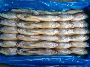 山東小黃魚 從海洋到餐桌的美味之旅與市場指南