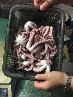 巨匠日本料理 從水產品冷凍加工到餐桌的匠心之旅