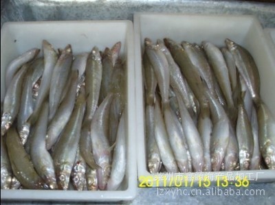 崔華榮優(yōu)質(zhì)沙丁魚 冷凍粗加工水產(chǎn)品廠家直銷，盡享源頭好貨